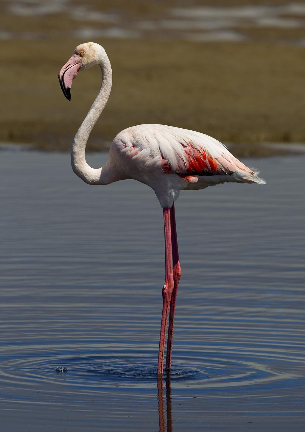 flamingo